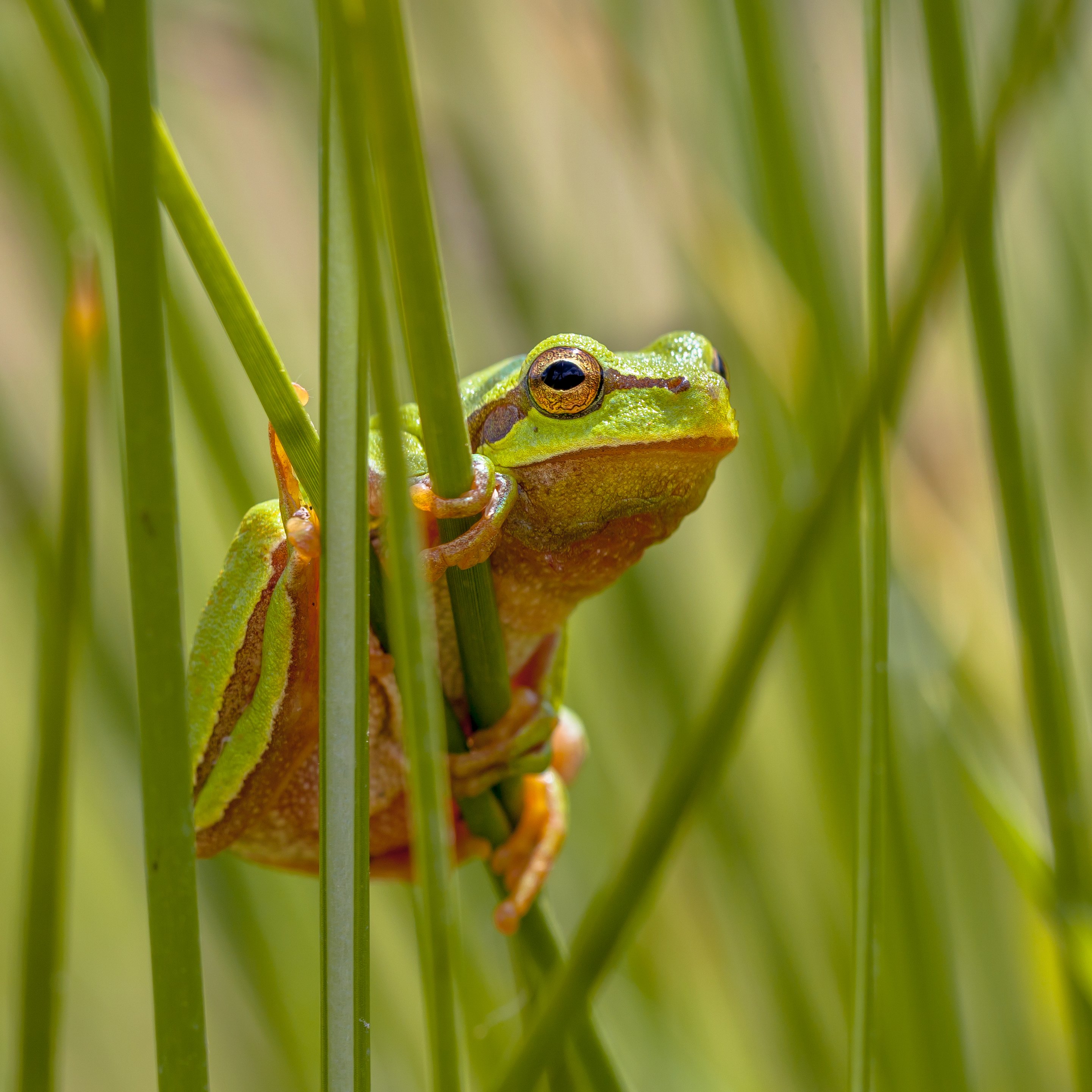 tree-frog-peeking-from-behind-rush-square-2026-03-24-09-57-00-utc